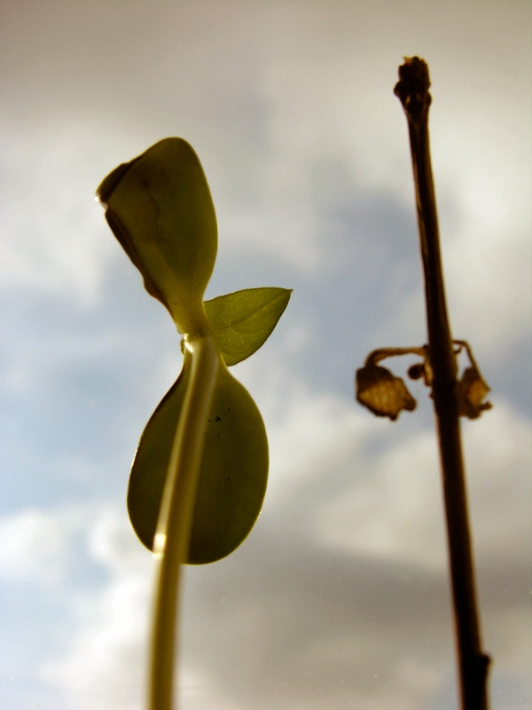 flower|treed